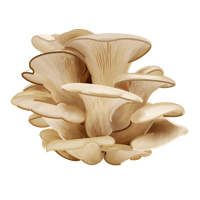 Oyster mushrooms